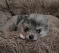 AKC Chip, a male Pomeranian for sale in Saint Clairsville, OH – 1 of 4
