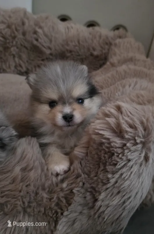 AKC Ace – Pomeranian puppy for sale in Saint Clairsville, OH