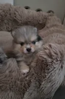 AKC Ace, a male Pomeranian for sale in Saint Clairsville, OH – 1 of 4