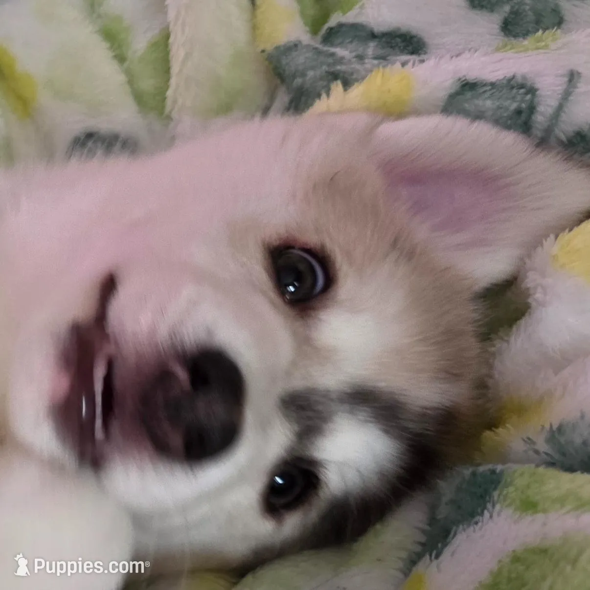 Mini River – Pomsky puppy for sale in Saint Clairsville, OH