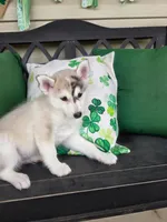 Mini River, a male Pomsky for sale in Saint Clairsville, OH – Photo 2 of 2