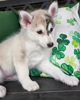 Mini River, a male Pomsky for sale in Saint Clairsville, OH – Photo 1 of 2