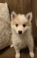 Tiny Poppy, a female Pomsky for sale in Saint Clairsville, OH – Photo 1 of 2