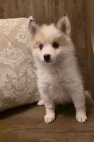 Tiny Poppy, a female Pomsky for sale in Saint Clairsville, OH – Photo 2 of 2