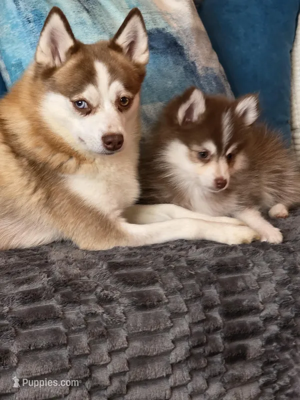Tiny Reese – Pomsky puppy for sale in Saint Clairsville, OH