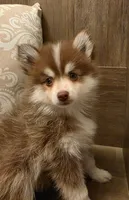 Tiny Reese, a female Pomsky for sale in Saint Clairsville, OH – Photo 1 of 2