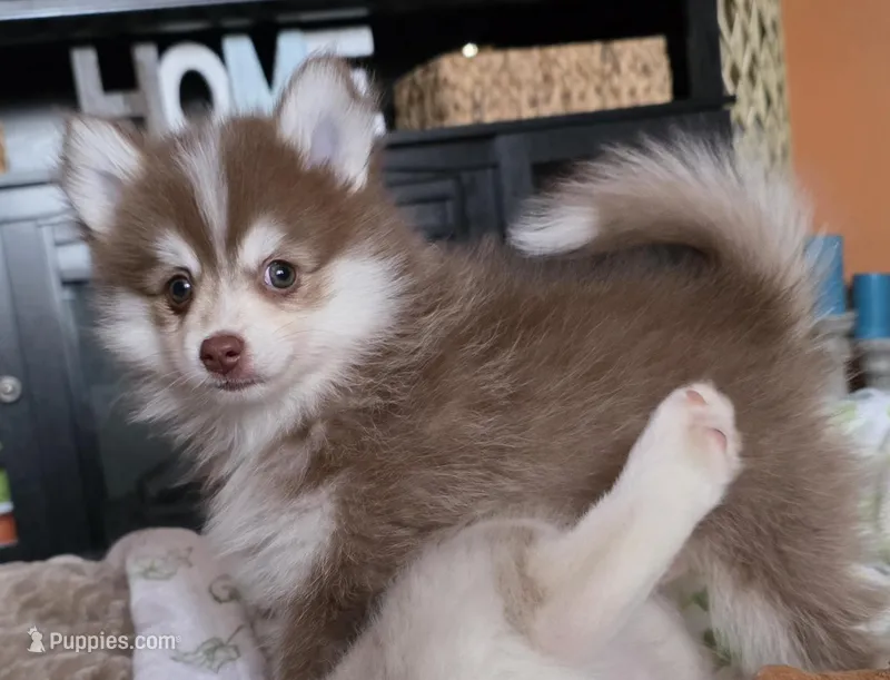 Tiny Reese – Pomsky puppy for sale in Saint Clairsville, OH