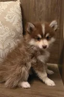 Tiny Reese, a female Pomsky for sale in Saint Clairsville, OH – Photo 2 of 2