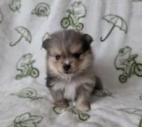 AKC Ace, a male Pomeranian for sale in Saint Clairsville, OH – 2 of 4