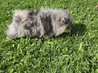 Tiny AKC Ace blue eyes, a male Pomeranian for sale in Saint Clairsville, OH – 4 of 6