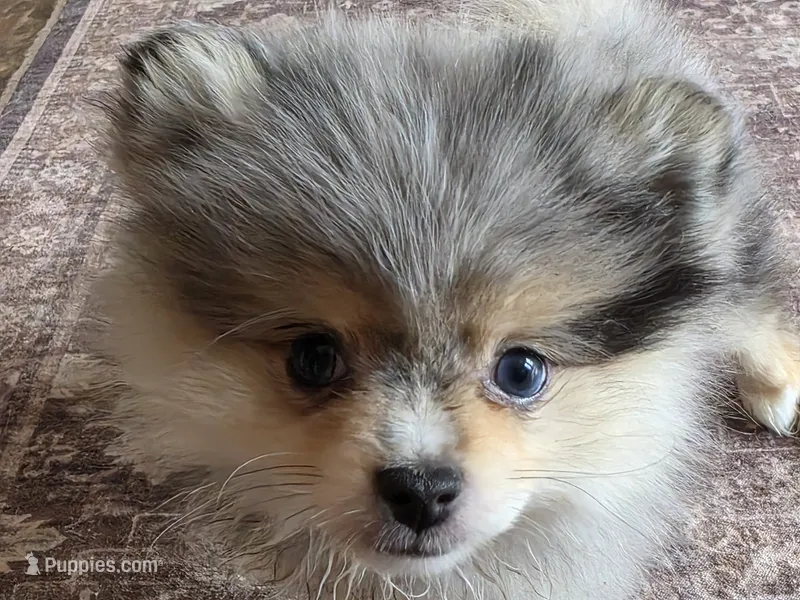 Tiny AKC Ace blue eyes – Pomeranian puppy for sale in Saint Clairsville, OH