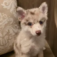 Tiny Canyon, a male Pomsky for sale in Saint Clairsville, OH – Photo 1 of 4