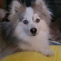 Tiny Canyon, a male Pomsky for sale in Saint Clairsville, OH – Photo 3 of 4