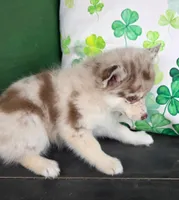 Tiny Canyon Pending, a male Pomsky for sale in Saint Clairsville, OH – Photo 3 of 3