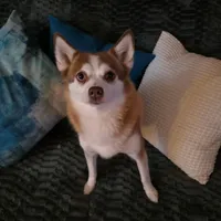 Tiny Canyon, a male Pomsky for sale in Saint Clairsville, OH – Photo 4 of 4