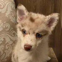 Tiny Canyon, a male Pomsky for sale in Saint Clairsville, OH – Photo 2 of 4
