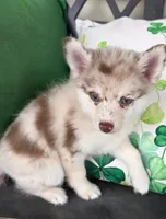 Tiny Canyon Pending, a male Pomsky for sale in Saint Clairsville, OH – Photo 2 of 3