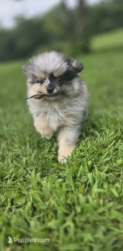 AKC Jackpot – Pomeranian puppy for sale in Saint Clairsville, OH