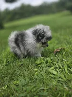AKC Chip PENDING, a male Pomeranian for sale in Saint Clairsville, OH – 2 of 5
