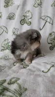 AKC Ace, a male Pomeranian for sale in Saint Clairsville, OH – 3 of 4