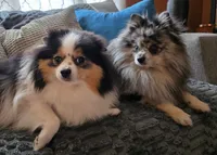 AKC Jackpot, a male Pomeranian for sale in Saint Clairsville, OH – 4 of 4