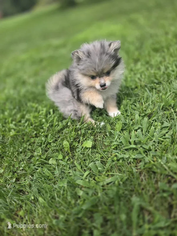 AKC Ace – Pomeranian puppy for sale in Saint Clairsville, OH