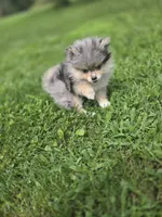 AKC Ace, a male Pomeranian for sale in Saint Clairsville, OH – 3 of 5