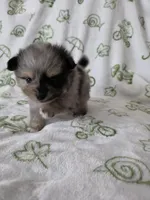 AKC Jackpot, a male Pomeranian for sale in Saint Clairsville, OH – 3 of 4