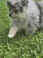 AKC Chip PENDING, a male Pomeranian for sale in Saint Clairsville, OH – 3 of 5
