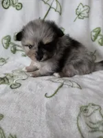AKC Jackpot, a male Pomeranian for sale in Saint Clairsville, OH – 4 of 4