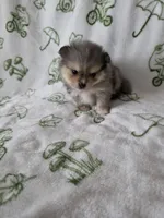 AKC Ace, a male Pomeranian for sale in Saint Clairsville, OH – 4 of 4