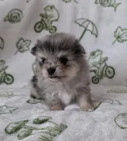 AKC Chip, a male Pomeranian for sale in Saint Clairsville, OH – 2 of 4