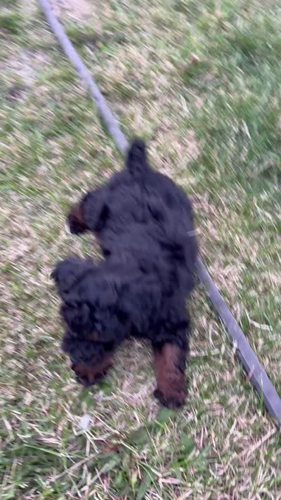 Moe , a male Poodle - Miniature  for sale in Beaverville, IL – 2 of 2