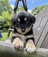 Brookie, a male Australian Shepherd for sale in Milford, OH – 2 of 8