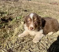 Hoss, a male Australian Shepherd for sale in Milford, OH – 2 of 2