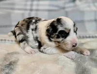 Ruthie, a female Australian Shepherd for sale in Milford, OH – 2 of 5