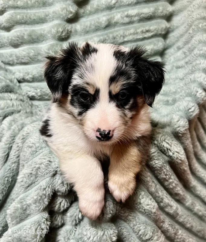 Ruthie, a female Australian Shepherd for sale in Milford, OH – 1 of 5