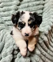 Ruthie, a female Australian Shepherd for sale in Milford, OH – 1 of 5
