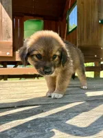 Juniper, a female Aussiedoodle for sale in Milford, OH – 3 of 7