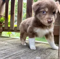 Shortbread, a male Australian Shepherd for sale in Milford, OH – 4 of 10