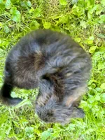 Flint, a male Aussiedoodle for sale in Milford, OH – 6 of 10