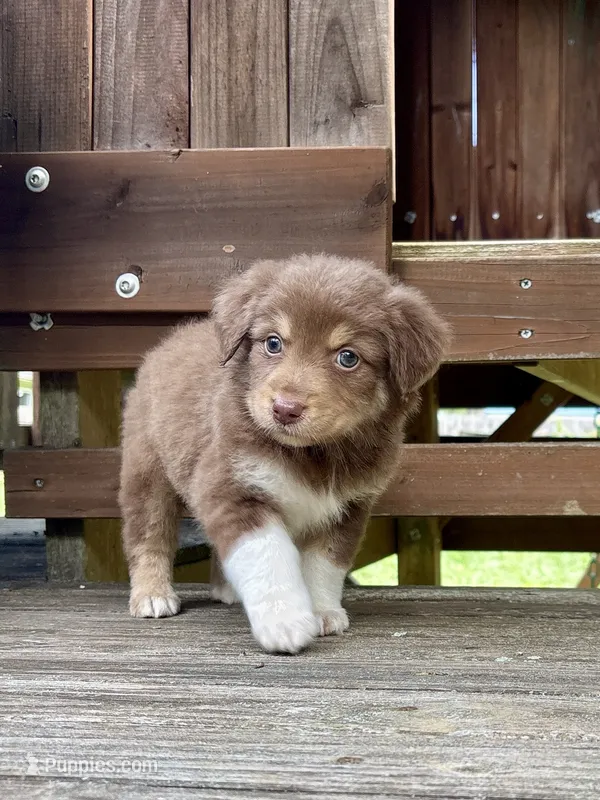 Shortbread – Australian Shepherd puppy for sale in Milford, OH
