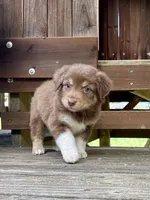 Shortbread, a male Australian Shepherd for sale in Milford, OH – 1 of 10