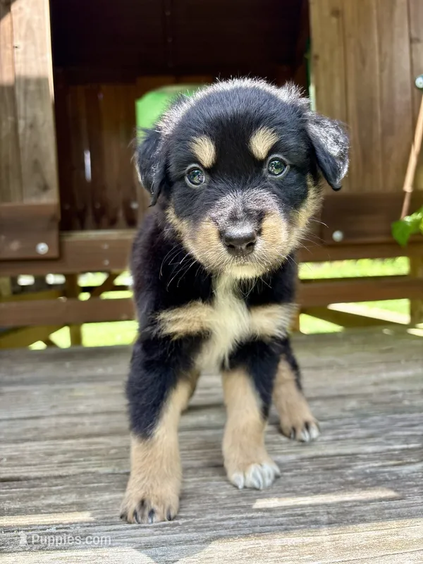 Brookie – Australian Shepherd puppy for sale in Milford, OH