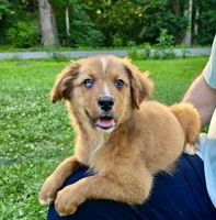 Briar, a male Australian Shepherd and Aussiedoodle for sale in Milford, OH – 4 of 7