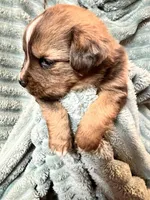 Briar, a male Aussiedoodle for sale in Milford, OH – 2 of 3