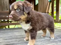 Cocoa, a female Australian Shepherd for sale in Milford, OH – 2 of 5