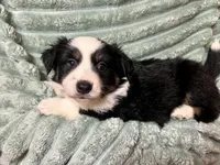 Millie, a female Australian Shepherd for sale in Milford, OH – 4 of 5