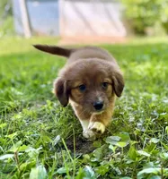 Clover, a female Aussiedoodle for sale in Milford, OH – 5 of 7