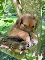 Ivy, a female Aussiedoodle for sale in Milford, OH – 2 of 8
